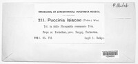 Puccinia isiacae image